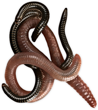 worms